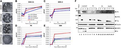 Use of Synonymous Deoptimization to Derive Modified Live Attenuated Strains of Foot and Mouth Disease Virus